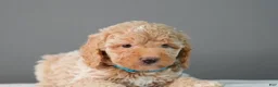 Toy Poodle dogs for sale: Toy Poodle Puppy 1 - Ad 1