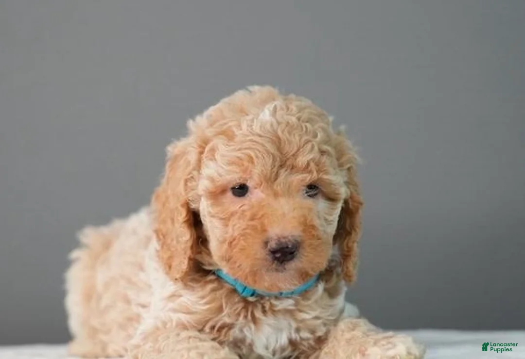 Toy Poodle dogs for sale: Toy Poodle Puppy 1 - Ad 1