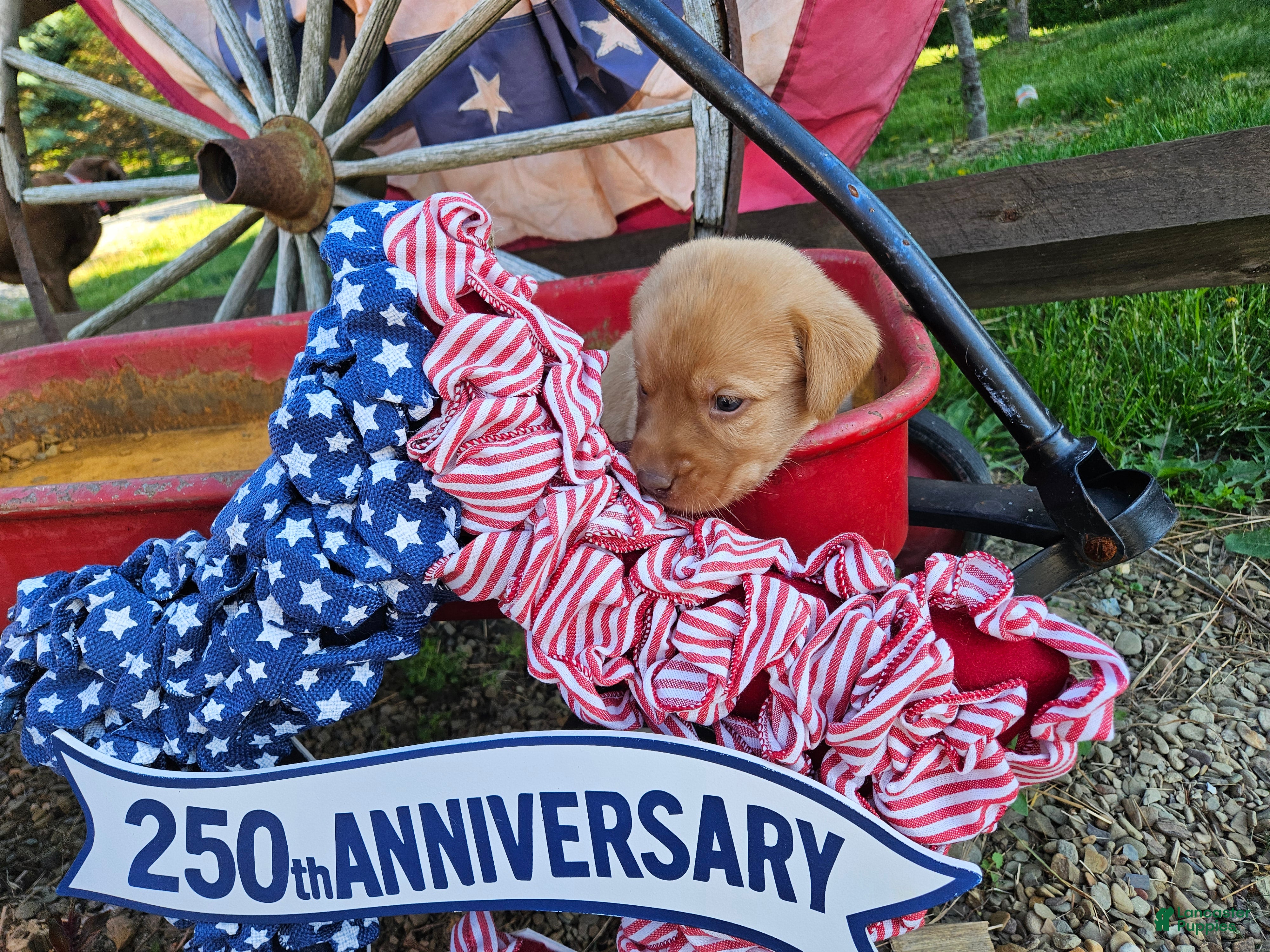 Labrador Retriever dogs for sale: America  - Ad 4