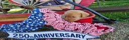 Labrador Retriever dogs for sale: America  - Ad 2