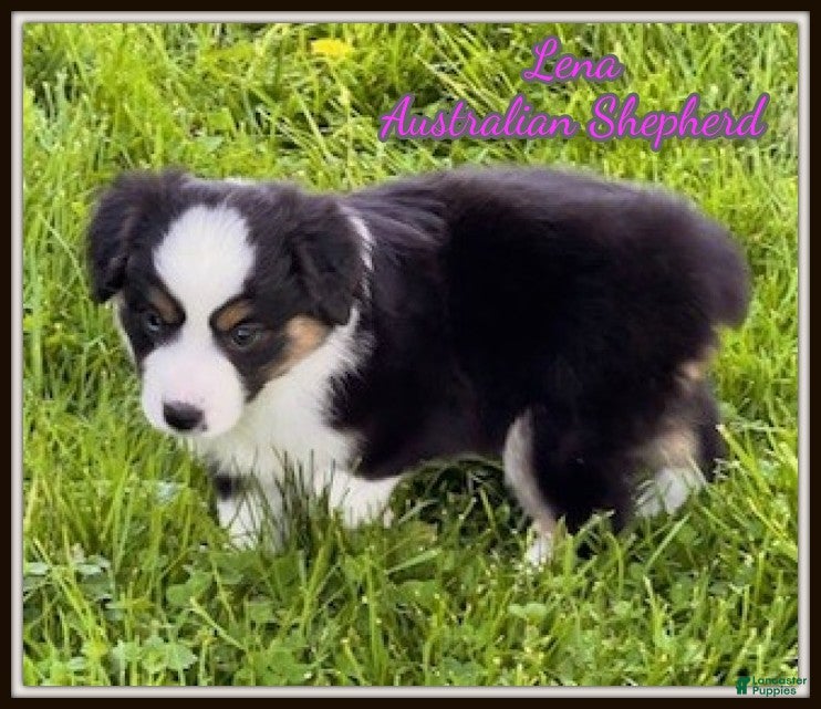 Miniature Australian Shepherd dogs Lena - Ad 1