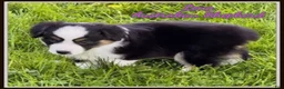 Miniature Australian Shepherd dogs for sale: Lena - Ad 1