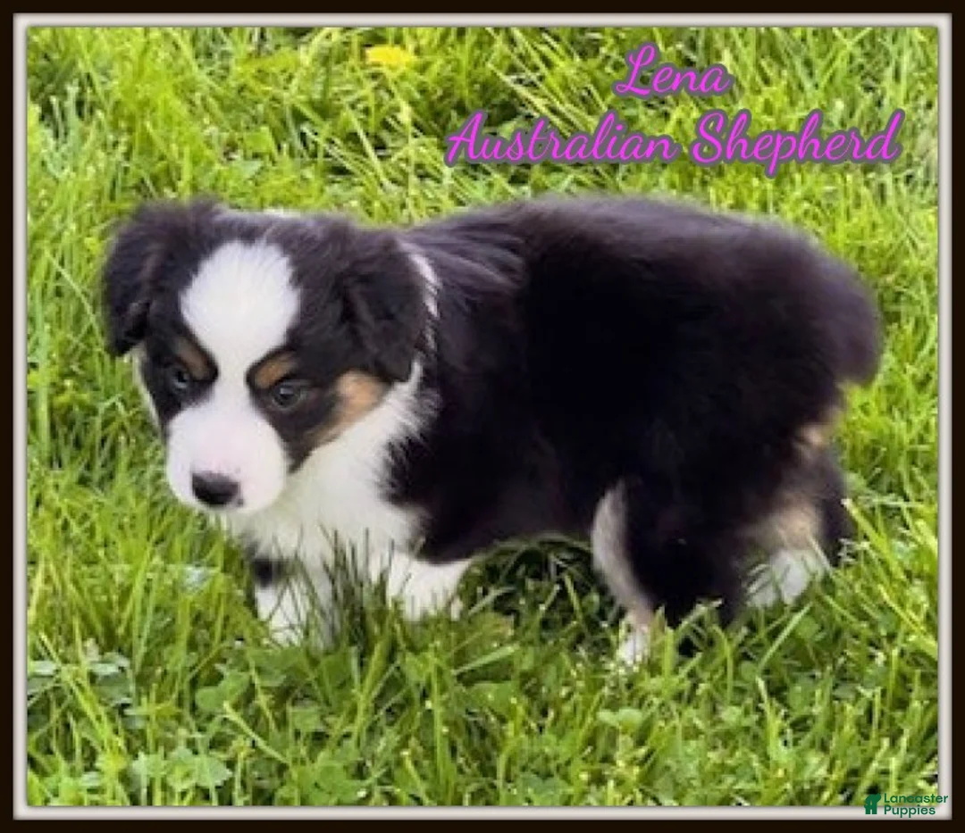 Miniature Australian Shepherd dogs for sale: Lena - Ad 1