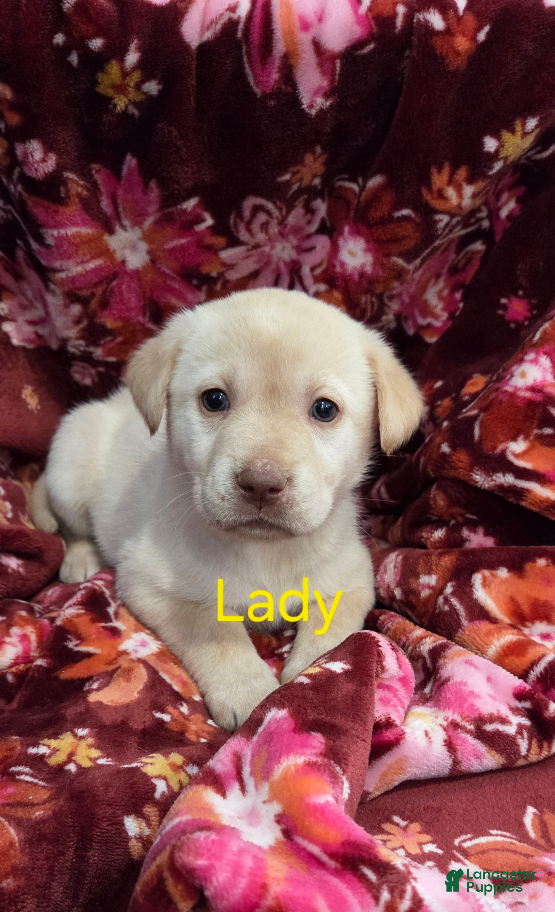 Labrador Retriever dogs for sale: Lady - Ad 1