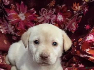 Labrador Retriever dogs Lady - Ad 6