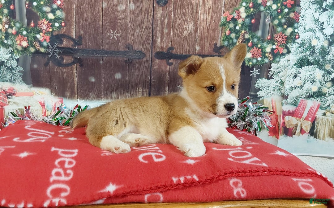 Welsh Corgi Pembroke dogs for sale: Welsh Corgi Pembroke Puppy 1 - Ad 5