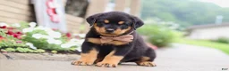 Rottweiler dogs for sale: Dakota - Ad 1