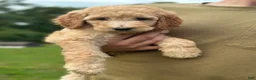 Standard Poodle dogs for sale: Standard Poodle 4 - Ad 1