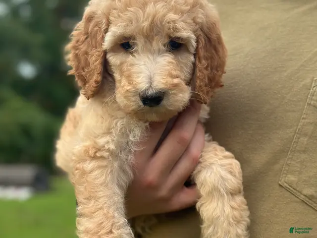 Standard Poodle dogs Standard Poodle 4 - Ad 1