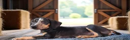Catahoula Leopard Dog dogs for sale: Bug 2026 Male 1 - Ad 7