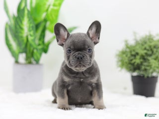 French Bulldog dogs - Ad 37