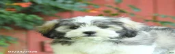 Malshi dogs for sale: Dean - Ad 5