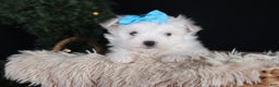 Maltese dogs for sale: ANDREW - Ad 3