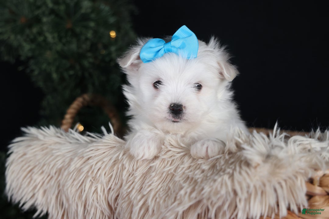 Maltese dogs for sale: ANDREW - Ad 3