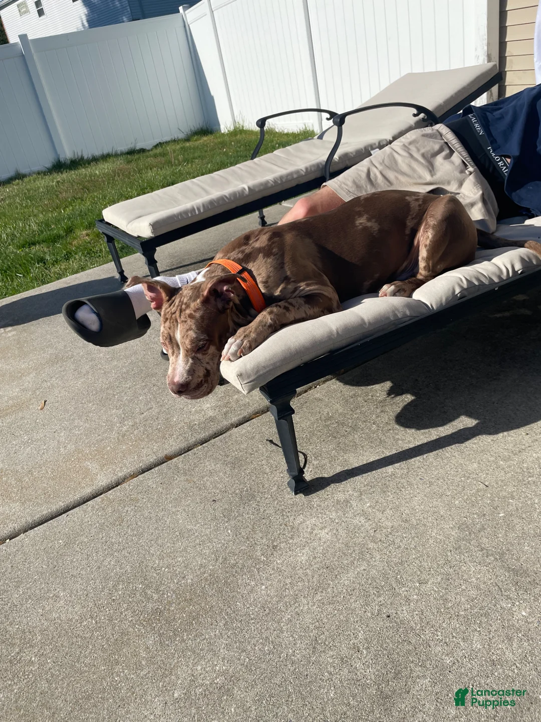 American Pit Bull Terrier dogs for sale: American Pit Bull Terrier Puppy 1 - Ad 3