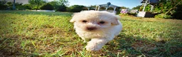 Havapoo dogs for sale: Leo-Sale!!! - Ad 8