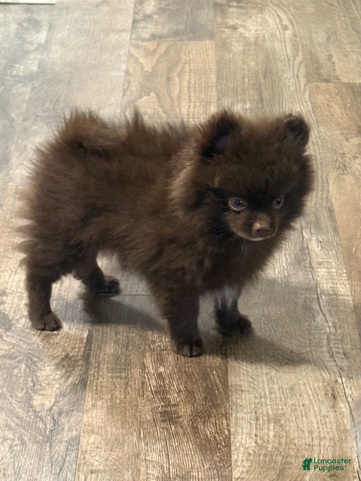 Pomeranian dogs for sale: Chocolate mousse - Ad 2