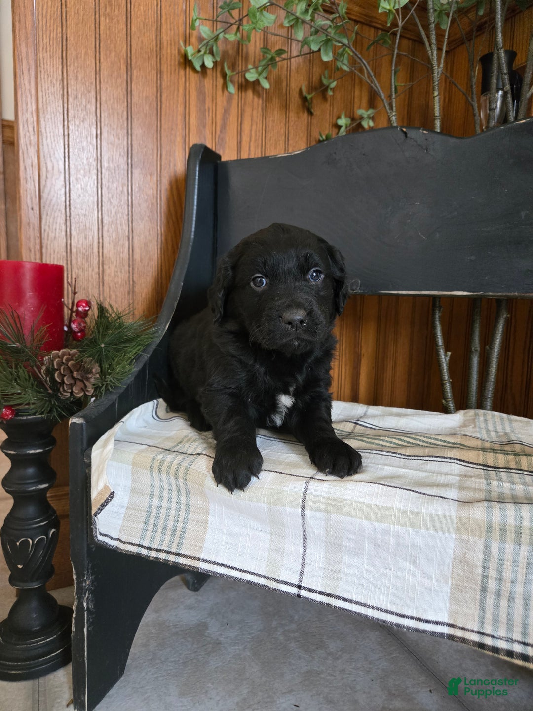 Goldador dogs for sale: Ted - Ad 2