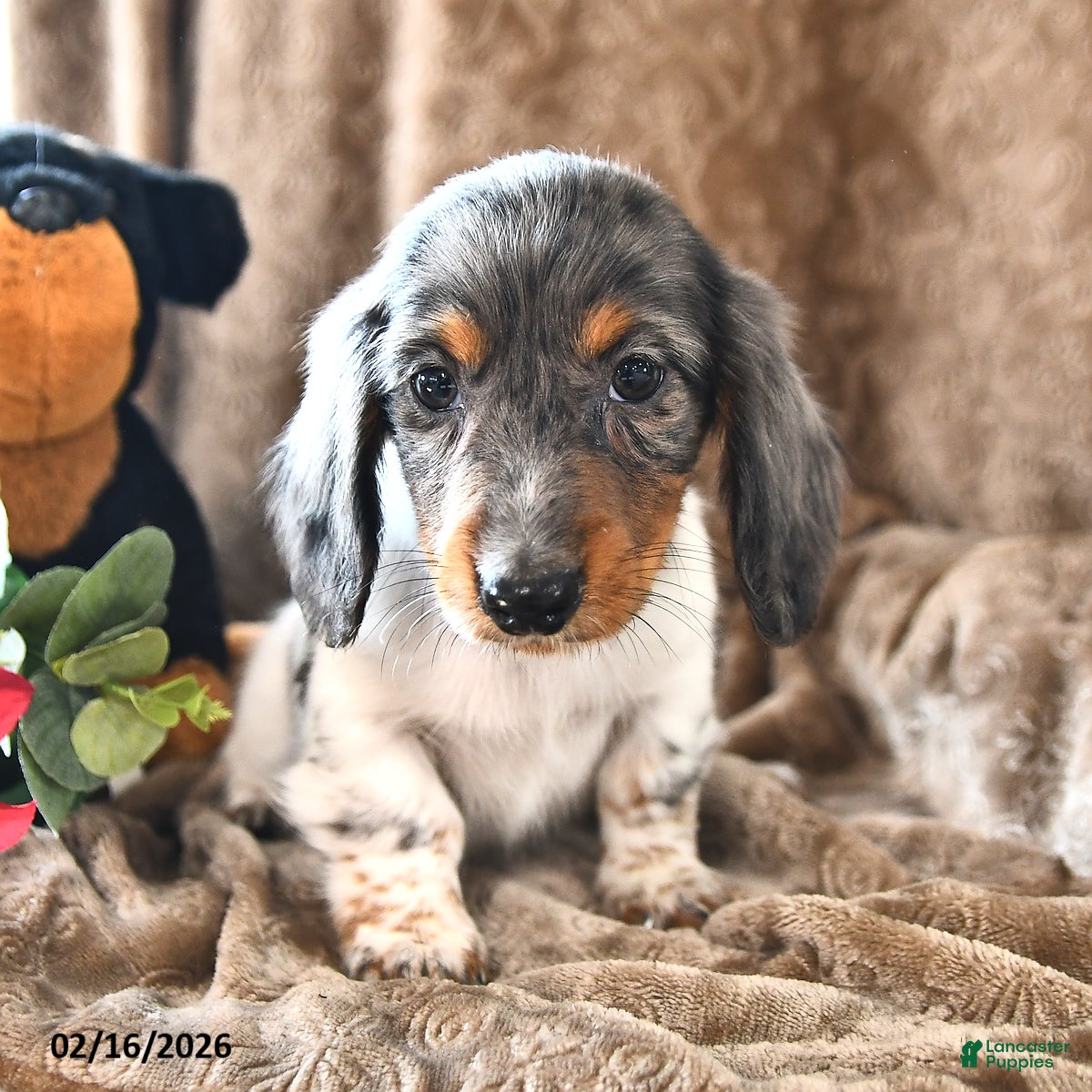 Miniature Dachshund dogs Basil - Ad 2