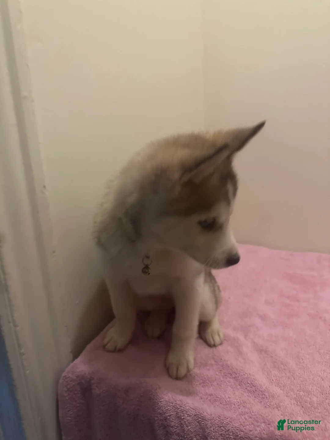 Siberian Husky dogs for sale: Siberian Husky Puppy 1 - Ad 3