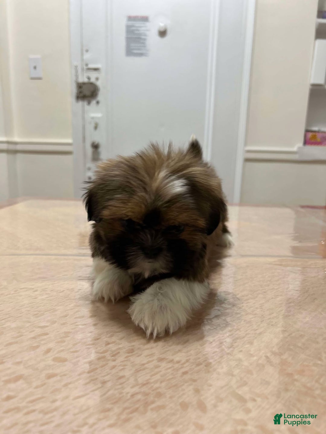 Shih Tzu dogs for sale: Jen - Ad 2