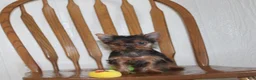 Yorkshire Terrier dogs for sale: Chase - Ad 5