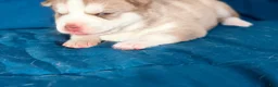 Siberian Husky dogs for sale: Zaiden - Ad 5