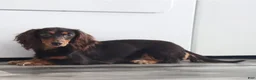 Dachshund dogs for sale: Tasha - Ad 2