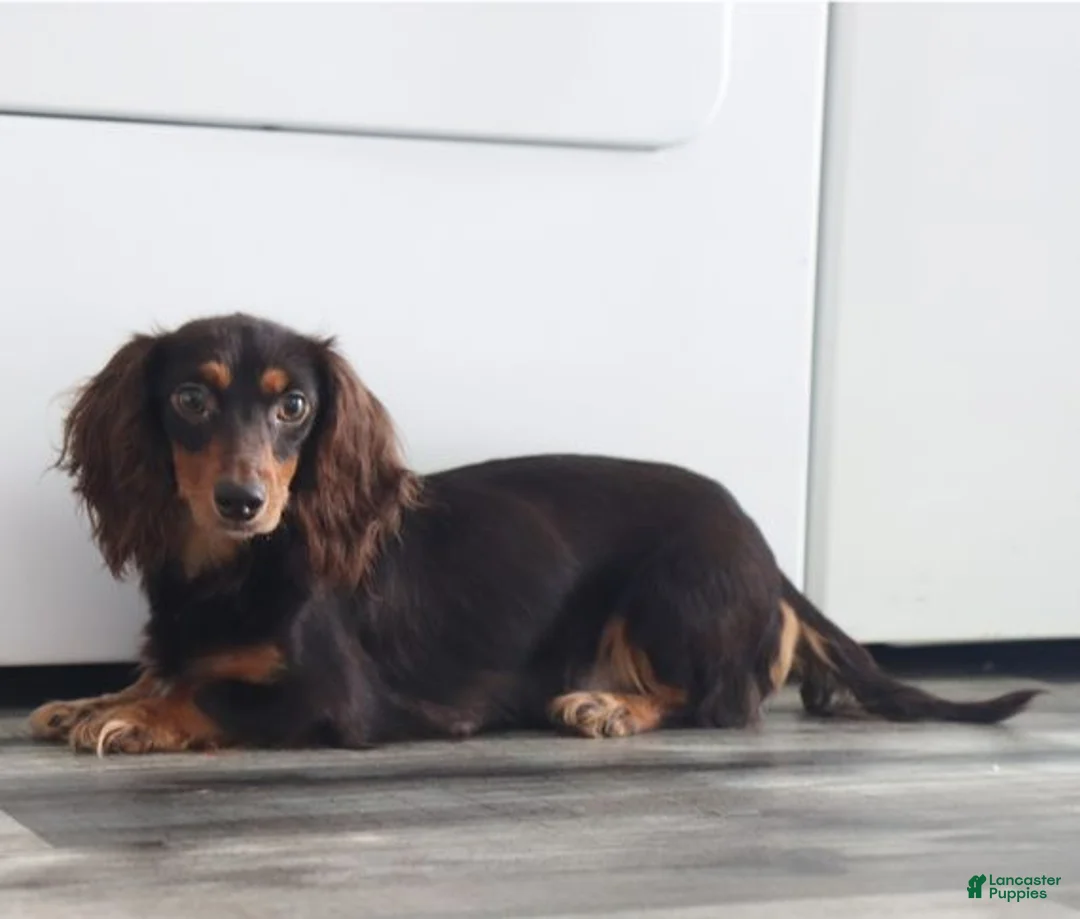 Dachshund dogs for sale: Tasha - Ad 2