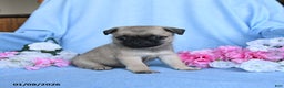 Pug dogs for sale: Toby - Ad 4