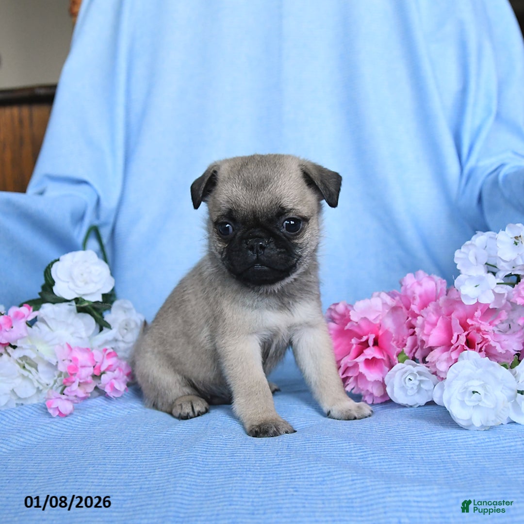 Pug dogs for sale: Toby - Ad 4