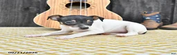 Toy Fox Terrier dogs for sale: Britt  - Ad 2