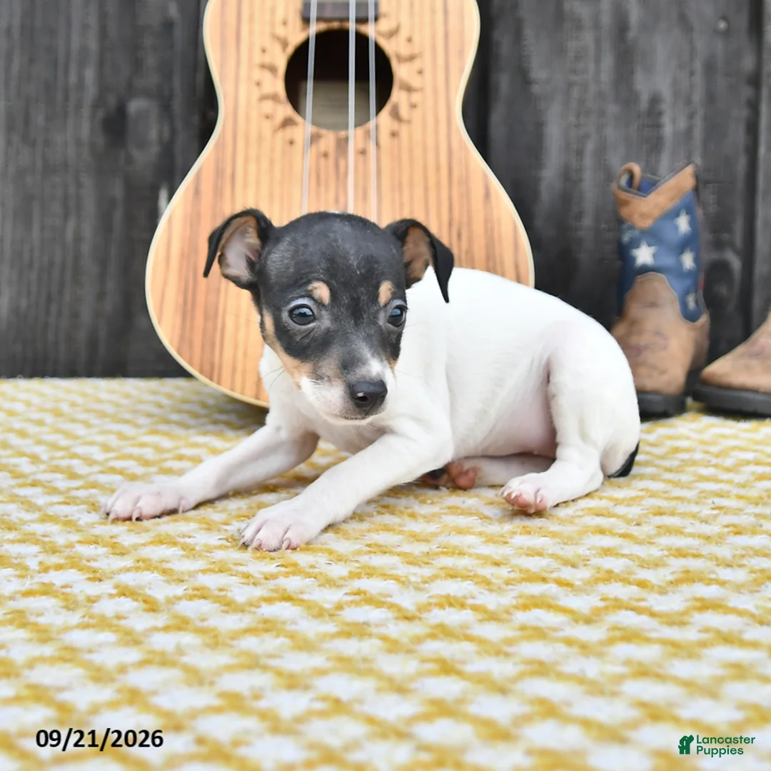 Toy Fox Terrier dogs for sale: Britt  - Ad 2