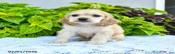 English Cocker Spaniel dogs for sale: Daphnie - Ad 3