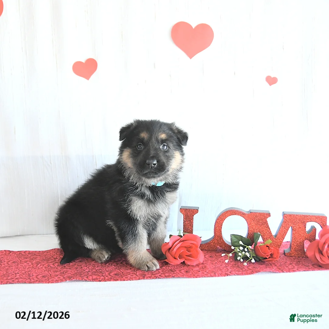 German Shepherd dogs for sale: Spencer - Ad 5