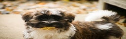 Havanese dogs for sale: Hoosier - Ad 7