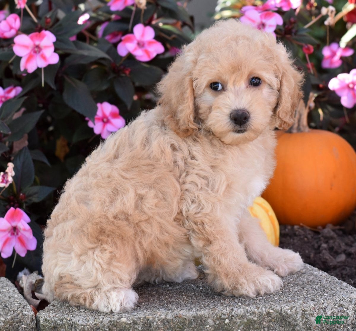 Bichpoo dogs for sale: Carmen - Ad 2