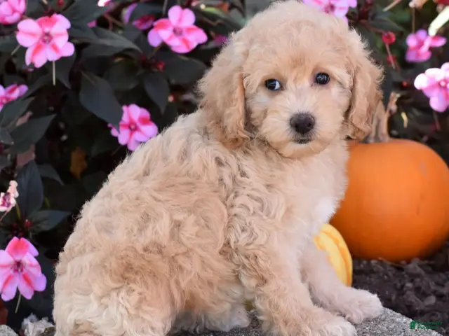 Bichpoo dogs for sale: Carmen - Ad 2