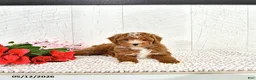 Miniature Poodle dogs for sale: Ronnie - Ad 9