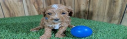 Cavapoo dogs for sale: Mabeline Boy 1 - Ad 2