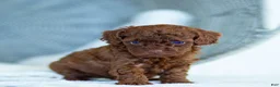 Toy Poodle dogs for sale: Rachelle Toy Poodle Puppy  - Ad 2