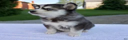 Pomsky dogs for sale: Maggie - Ad 5