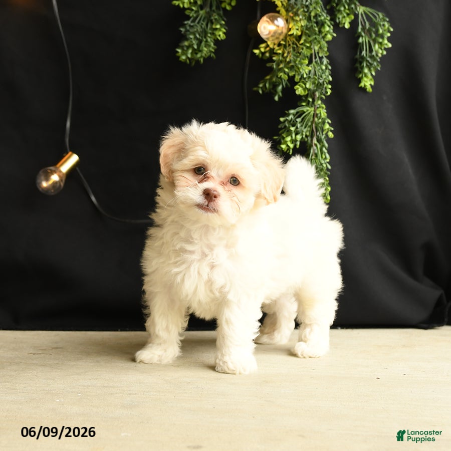 Mixed Breed dogs Bambi - Ad 2