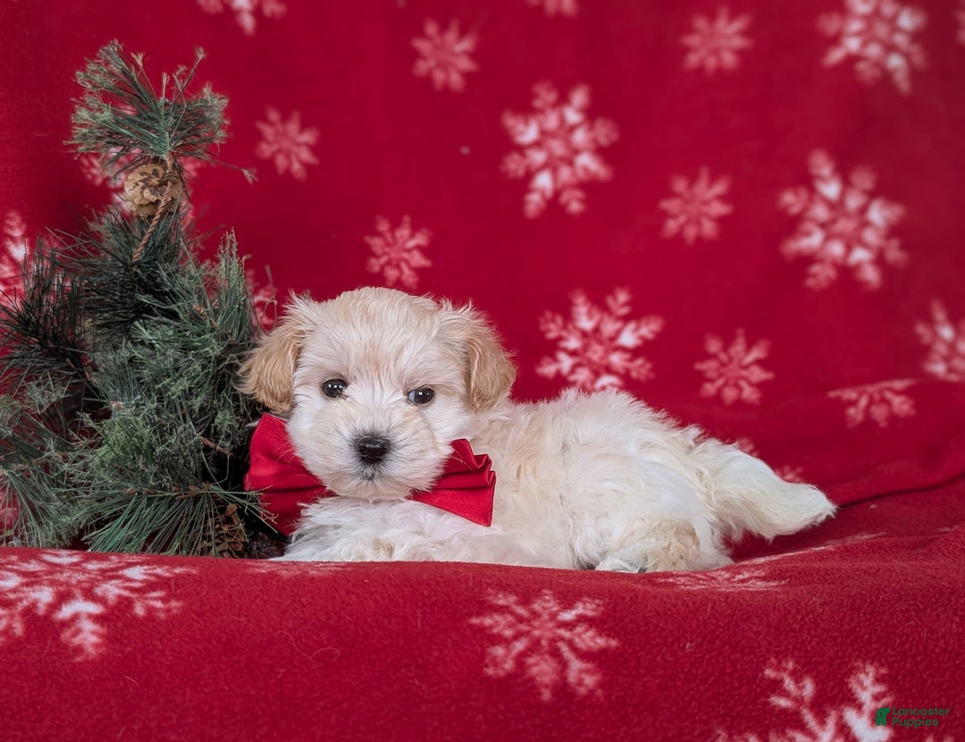 Maltipoo dogs for sale: Brock 7 lbs Full Grown - Ad 4