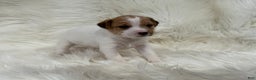 Jack Russell Terrier dogs for sale: Mitsy Puppy 5 - Ad 3