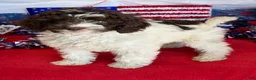 Mini Goldendoodle dogs for sale: Eva - Ad 2