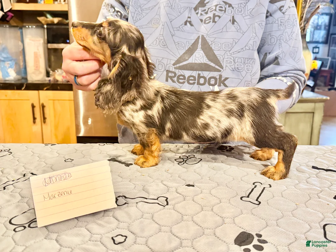 Miniature Dachshund dogs for sale: Polish/Russian Dapple AKC - Ad 13