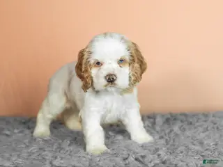 Cocker Spaniel dogs Bentley - Ad 35