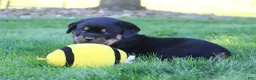 Rottweiler dogs for sale: Ryder - Ad 5