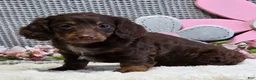Miniature Dachshund dogs for sale: Erin - Ad 1